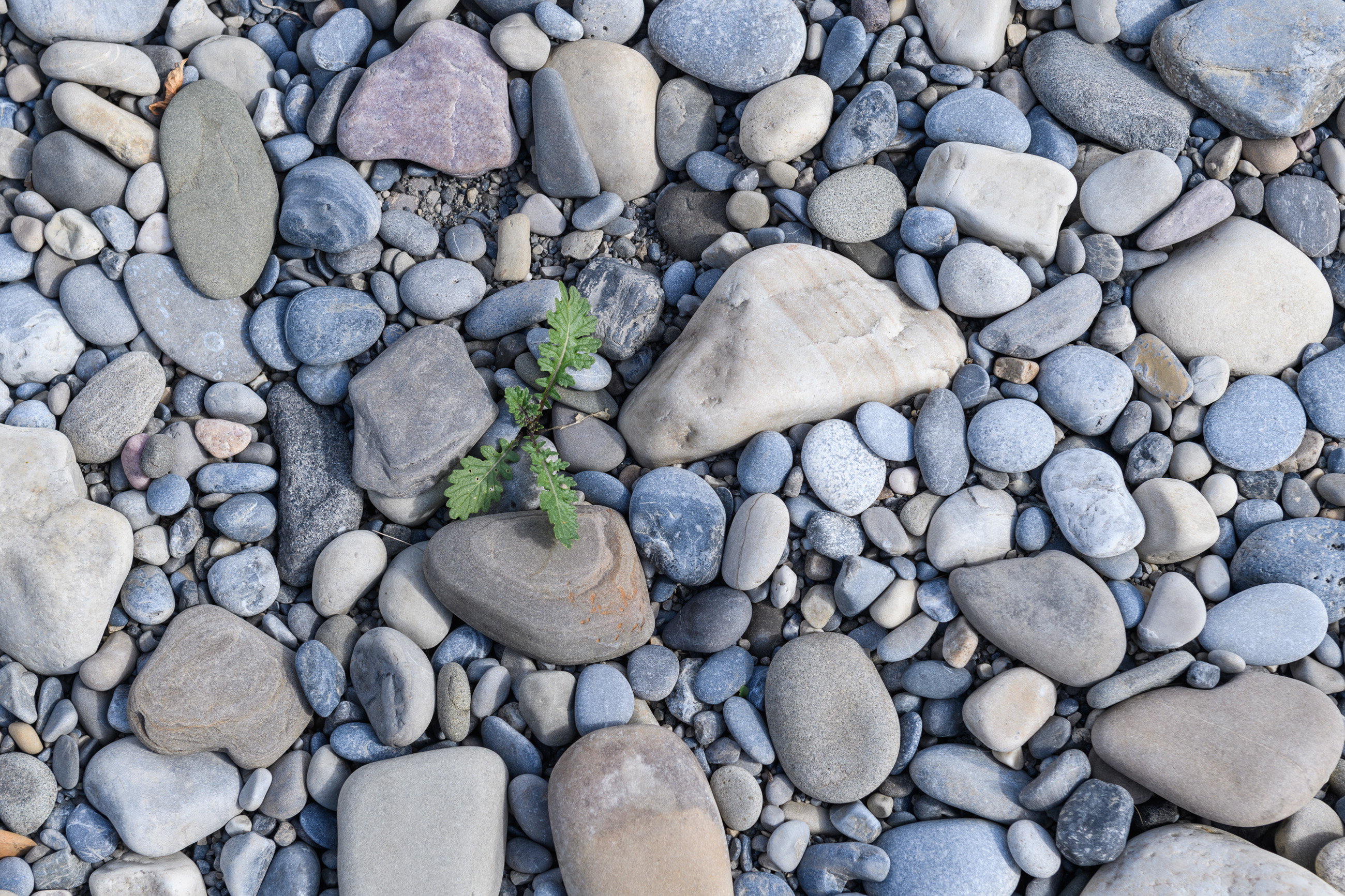 Eco-Friendly Solutions for Weeds - The City of Calgary